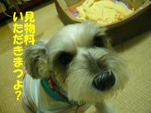 おぱんつ6
