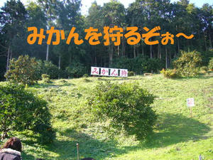みかん１