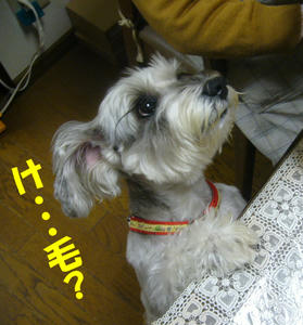 ピザ1