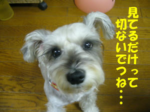 ピザ3