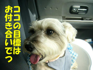 ブヒ1