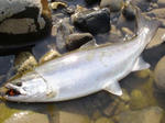 tone514001.JPG