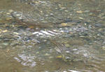 salmon01.jpg