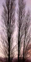 hiver