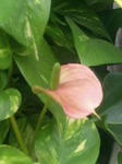 ポトスの花1