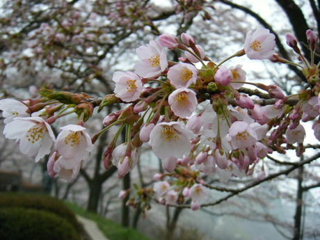 DSCF4036.JPG
