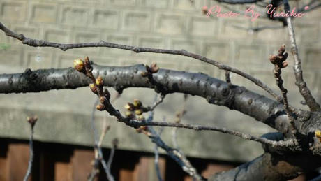 20090307.jpg