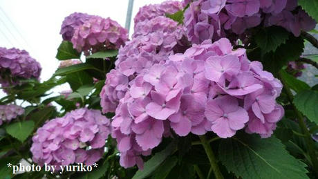 2009_06110024.JPG