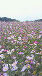 雨のコスモス畑