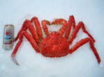 red-kig-crab.JPG
