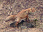 Vulpes-vulpes-schrencki.JPG