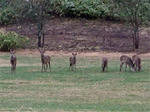 Cervus-nippon-yesoensis.jpg