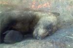 Ursus-arctos2.jpg