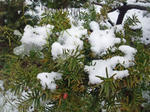 Snow.JPG