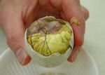 0duckfetus2.jpg