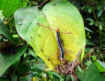 090205-liberia-killer-caterpillars_big.jpg