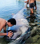 megamouth-shark-eaten-picture_big.jpg