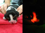 090514-10-glowing-dogs_big.jpg