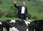 marcellobedoni_cow_1403821c_250.jpg