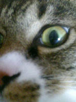 ﾁｮｺくん(≡ﾟ∀ﾟ≡)