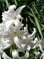 こないだの青い花の白バージョン