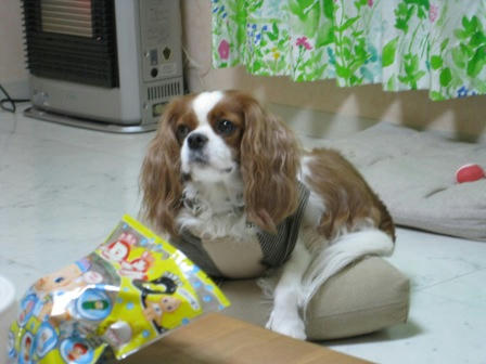 20080112anko.jpg