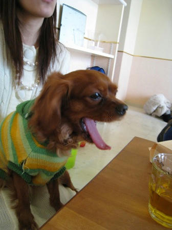 20080112hana.jpg
