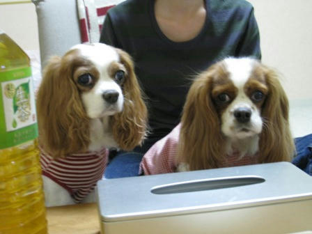 20080112hanipon.jpg