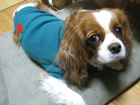 20080108wear1.jpg