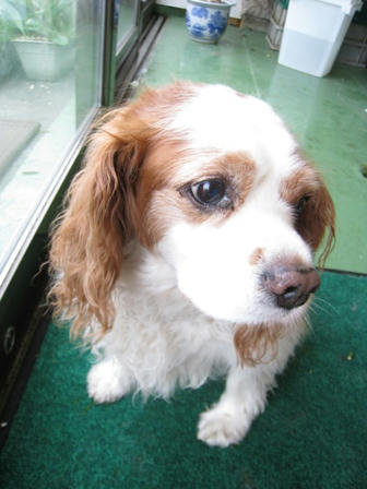20090507-4.JPG