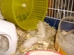 08041113.CIMG4945.JPG