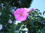 08050312.CIMG4979.JPG