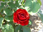 08050312.CIMG4985.JPG