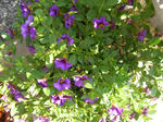 08051809.CIMG5031.JPG