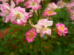 08071208.CIMG5282.JPG