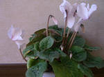 08122715.CIMG6101.JPG