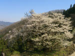 09041109.CIMG6606.JPG