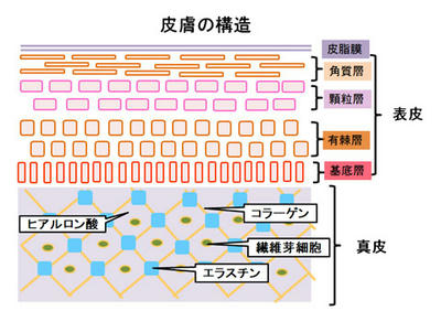 肌の構造