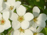 flower2_00366.jpg