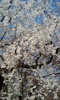 sakura2009.jpg