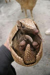armadillo.jpg
