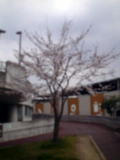 桜2008!!