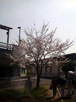 桜2009/4/08