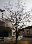桜2010/3/20