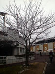 店の近所の桜（雪景色）2011.02.11（金）