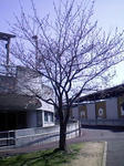 桜2011.04.06（水）11:15