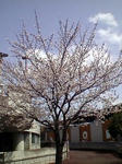 桜2011/4/09(土)13:10