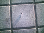 s-DCF_0425.jpg