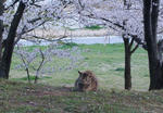 s-DSC00987.jpg