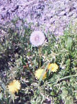 dandelion.JPG